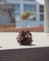 Gardin Natur досі на хвилі популярності